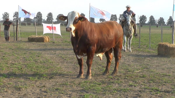 Lote TORO BRAFORD
