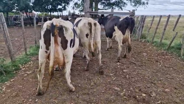 Lote 3 Vaca 470kg - , San José