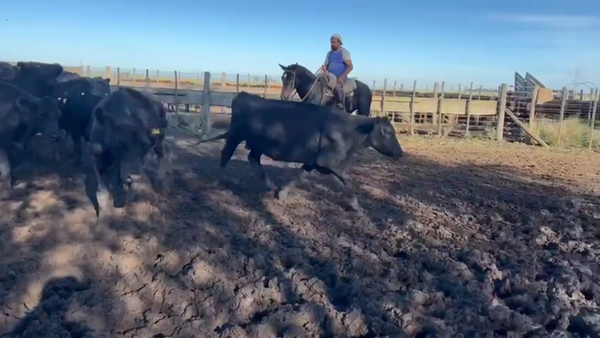 Lote 53 Vacas usadas preñadas en Benito Juárez, Buenos Aires