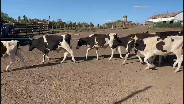 Lote 70 Terneros Holando en San José