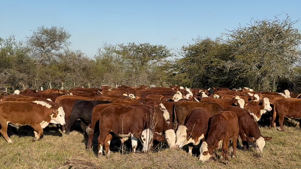 Lote 150 Novillitos en Corrientes, Curuzu Cuatia