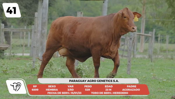 Lote LOTE 41-DE CAMPO