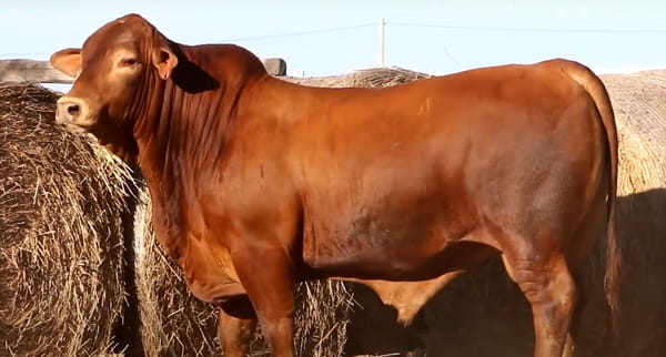 Lote TOROS DE 2 AÑOS