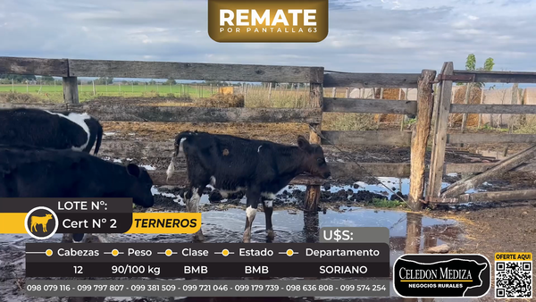 Lote 12 Terneros en ruta 12, km 10. Agraciada Soriano