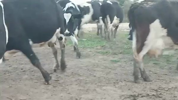 Lote 12 Vacas de Invernada HOLANDO 470kg - , San José