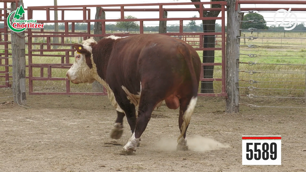 Lote Hereford