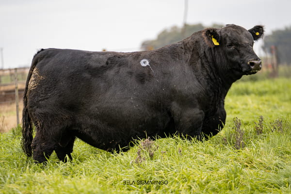 Lote TOROS ANGUS  PP