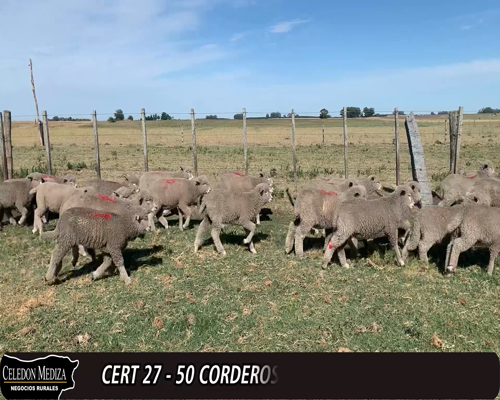 Lote 50 Corderos Corriedale x Finish 28kg -  en CUCHILLA DEL PERDIDO