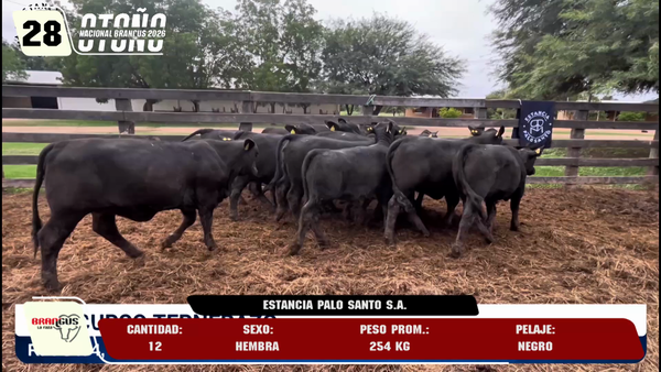 Lote LOTE 28