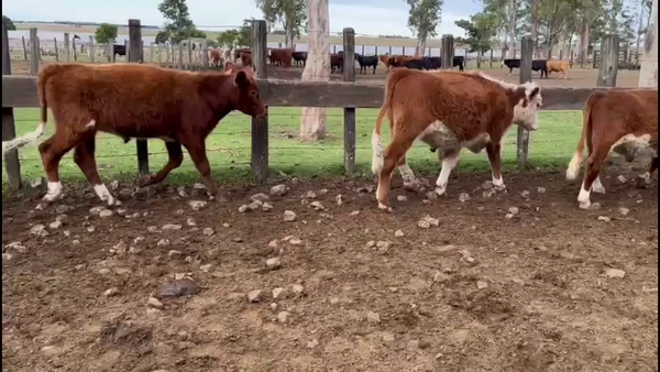 Lote NOVILLOS 1-2 AÑOS