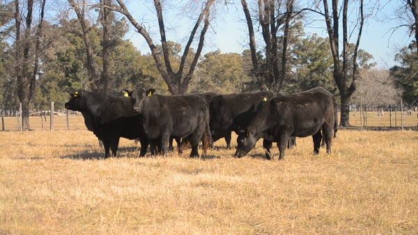 Lote Cabaña Don Felix: VAQUILLONAS ANGUS P.C.