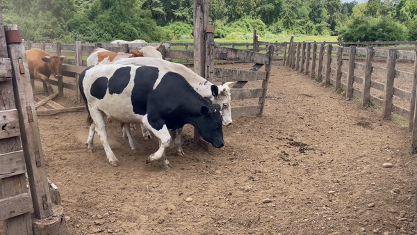 Lote 45 Novillo Gordo en Osorno, X Región Los Lagos