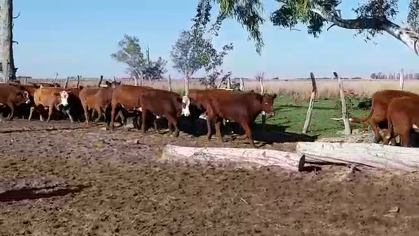 Lote 125 Novillitos en Goya, Corrientes