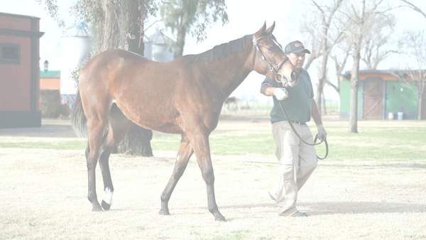 Lote BLIND BEACH (IMPERADOR -  BLIND STRIPES)