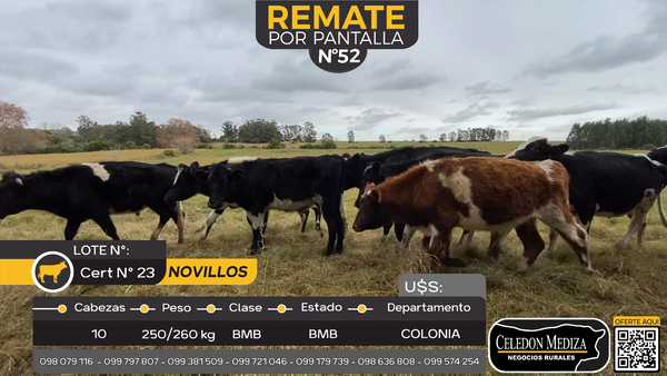 Lote 10 Novillos en Rosario, Colonia