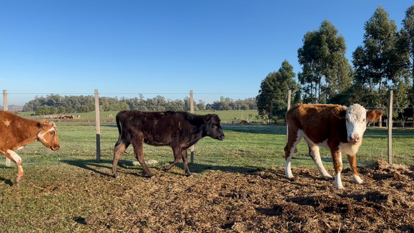 Lote VAQUILLONAS 1 a 2 AÑOS