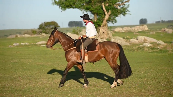 Lote EL  GAVILÁN  PIRINGO