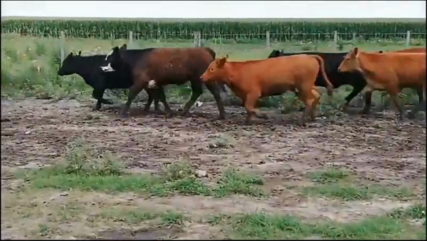 Lote 70 Terneros/as en Federal, Entre Ríos