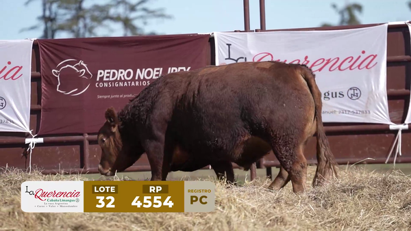 Lote TORO PC