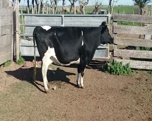 Lote (Vendido)Vacas de Invernada HO 514kg -  en AGRACIADA