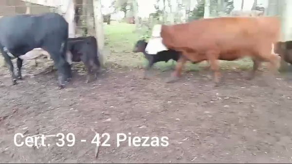 Lote PIEZAS DE CRIA