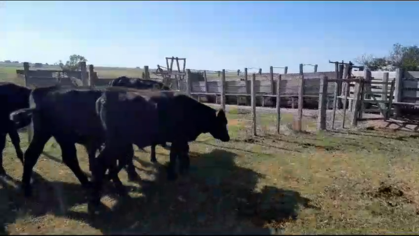 Lote 19 Novillos Angus y Caretas en San Gregorio