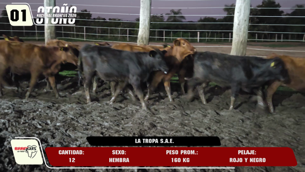 Lote LOTE 1
