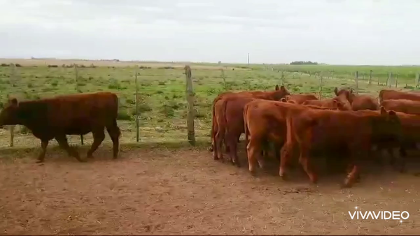 Lote 60 Terneras en Lincoln, Buenos Aires
