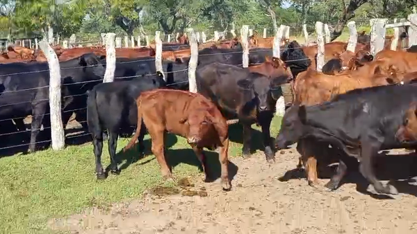 Lote 81 Terneros/as