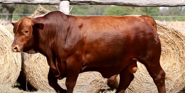Lote TOROS DE 2 AÑOS