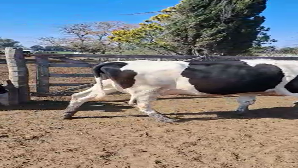 Lote Cristian Perren