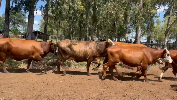 Lote 90 Vacas Manufactura en Corrientes, Col. Libertad