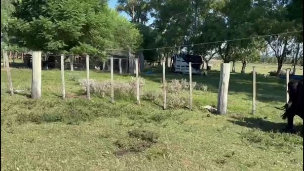 Lote VACAS PREÑADAS