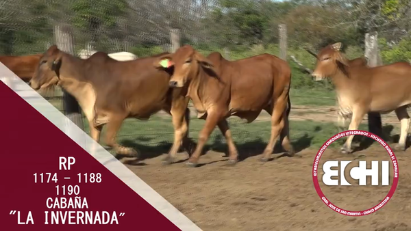 Lote VAQUILLAS P/SERV RED BRAHMAN CABAÑA LA INVERNADA