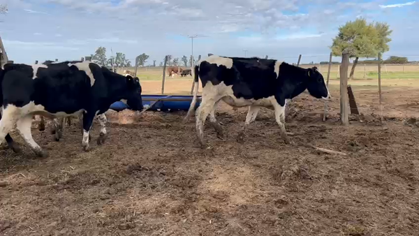 Lote 11 Novillitos Holando Argentino en Sunchales, Santa Fe