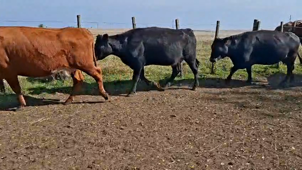 Lote VACAS ENTORADAS