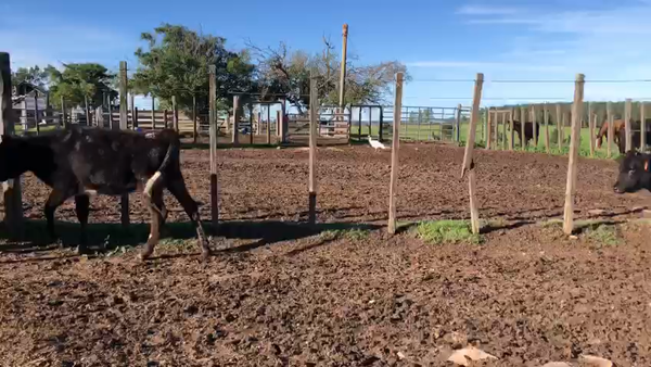 Lote 3 Terneras Holando