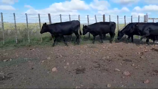 Lote 8 Vaquillonas preñadas 7 AA,  1 RA 344kg -  en BALTASAR BRUM.13 KM POR CAMINO A D.LAMAS