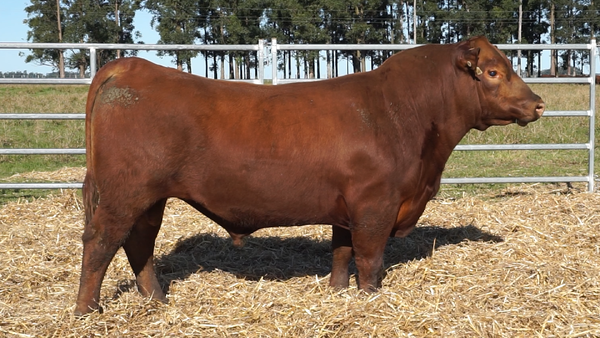 Lote 3 Toros, Artigas
