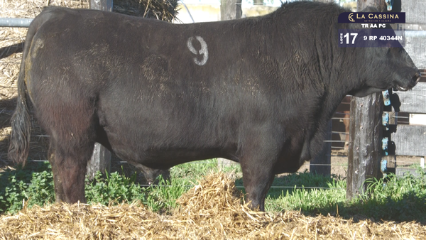 9 40344N — TOROS ANGUS PURO CONTROLADO
