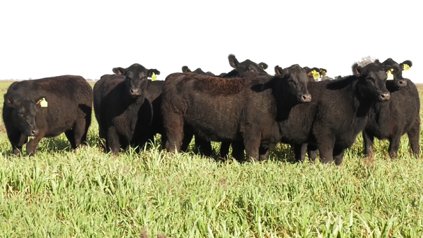 Lote VAQ. ANGUS NEGRAS  PC C/GTÍA DE PREÑEZ