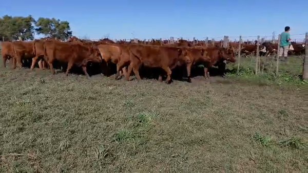 Lote 50 Vaquillonas