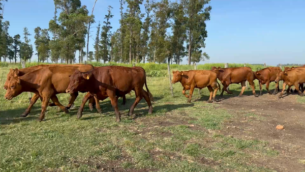 Lote 104 Novillos 1 a 2 años en Cuaró, Artigas