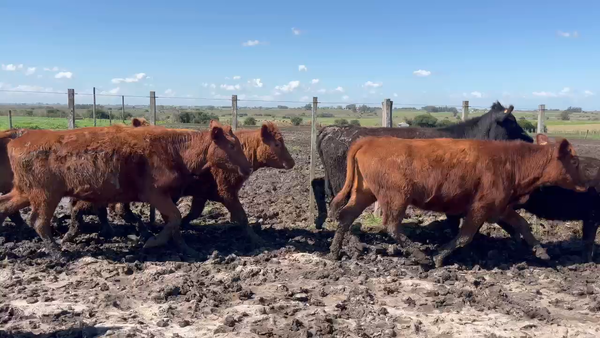 Lote 64 Vaquillonas 1 a 2 años en Castellanos, Canelones