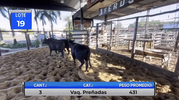 Lote VAQUILLAS BRANGUS PREÑADAS  -LOTE 19