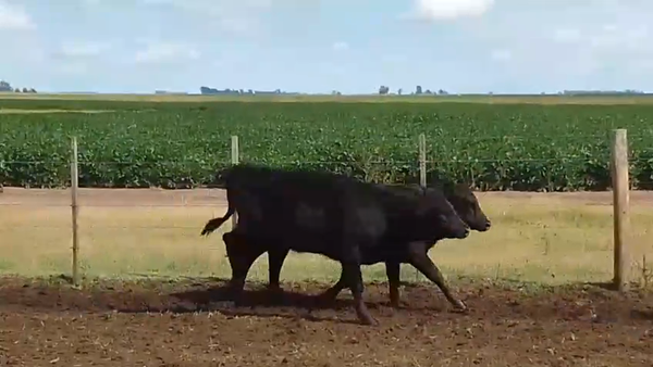 Lote 63 Terneras en Pirovano