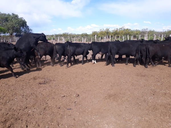 Lote 100 Novillitos 210kg - , Mendoza