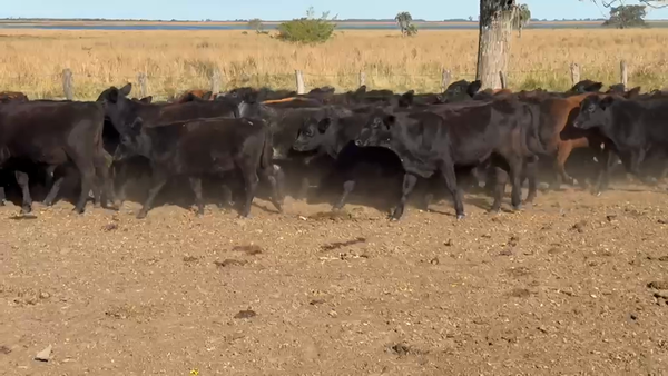 Lote 68 Terneros en Corrientes, Goya