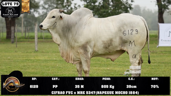 Lote LOTE 79