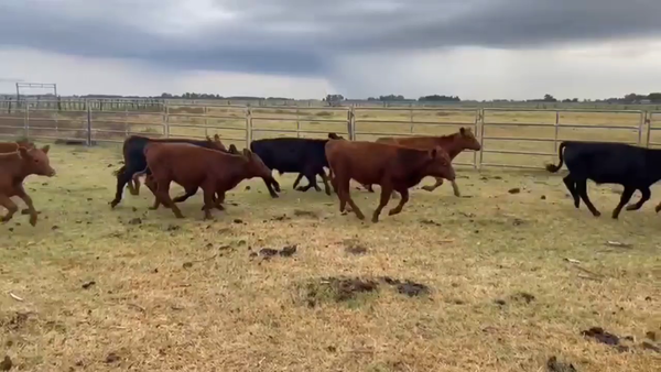 Lote 43 Terneros en Gral. Paz, Buenos Aires